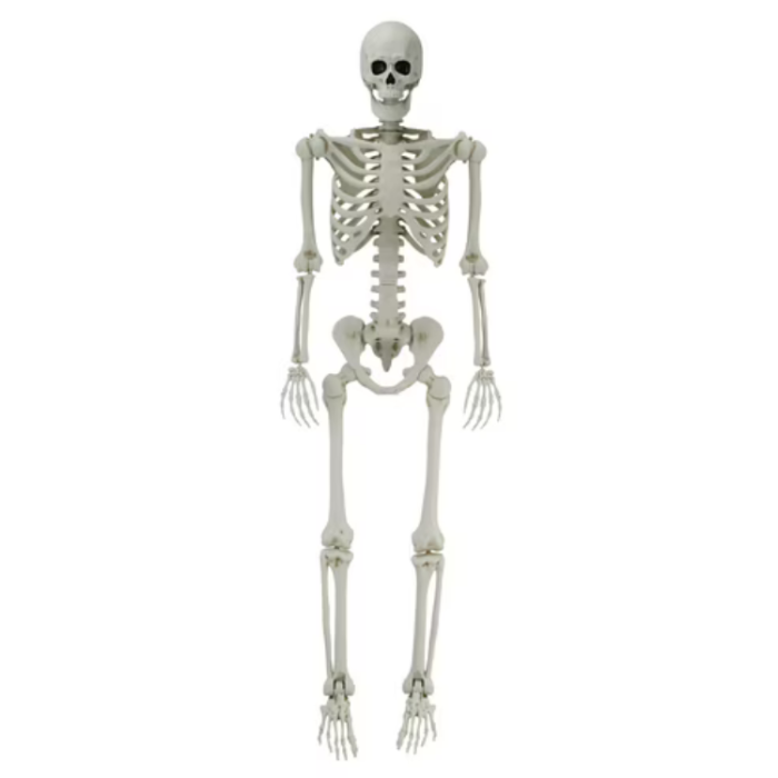5‑Foot Poseable Skeleton Decoration, White