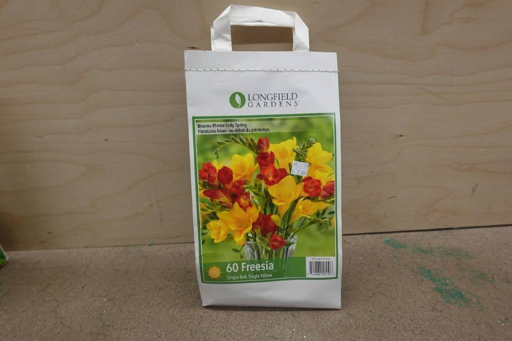 60 Freesia Corms – Red & Yellow Mix - Image 2