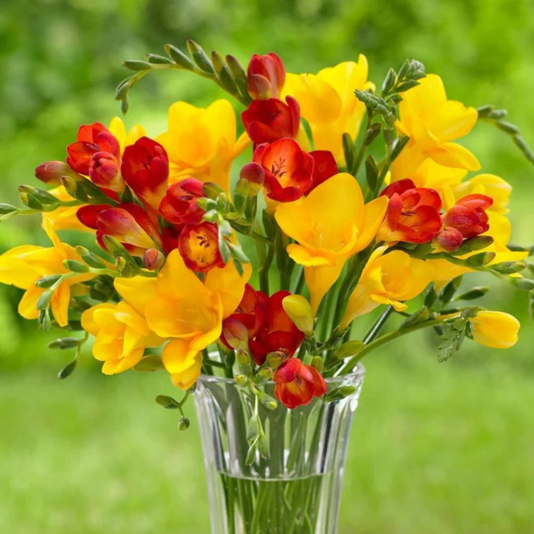 60 Freesia Corms – Red & Yellow Mix