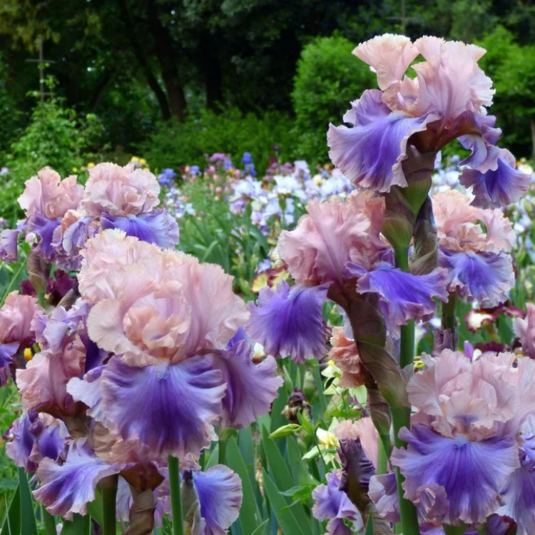 4 Bearded Iris Florentine Silk Rhizomes